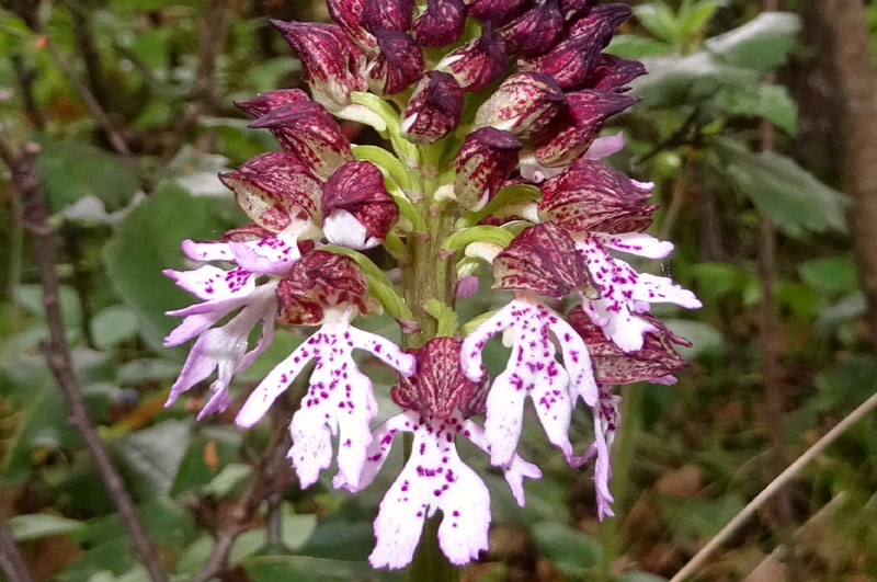 Orchis purpurea